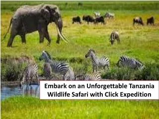 Embark on an Unforgettable Tanzania Wildlife Safari with Click Expedition