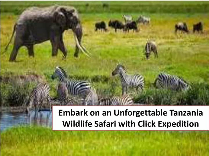embark on an unforgettable tanzania wildlife