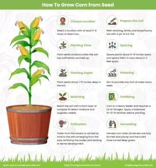 How To Grow Corn from Seed?