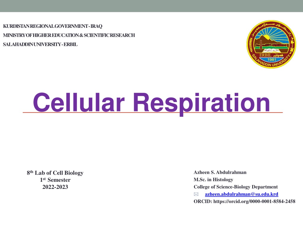 PPT - Understanding Cellular Respiration Process in Biology Lab ...