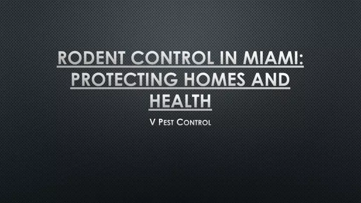 rodent control in miami protecting homes and health
