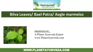 Bael Uses, Benefits, Dosage and Properties in Ayurveda