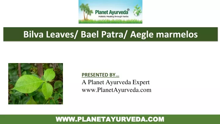 PPT - Bael Uses, Benefits, Dosage and Properties in Ayurveda PowerPoint ...