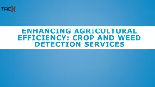 Enhancing Agricultural Efficiency: crop and weed detection Services