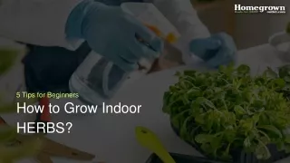 How to Grow Indoor HERBS?