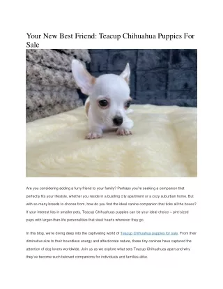 Chihuahua Puppies Available for Sale