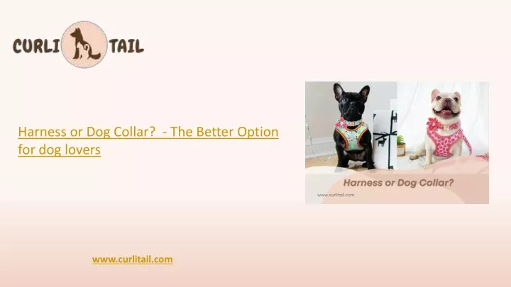 harness or dog collar the better option
