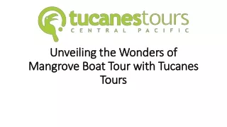 Mangrove Boat Tour with Tucanes Tours
