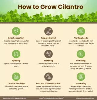 How to Grow Cilantro?