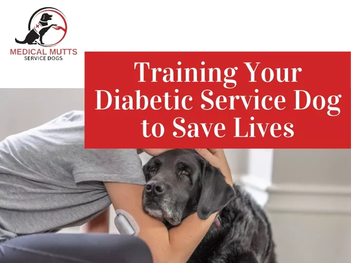 training your diabetic service dog to save lives