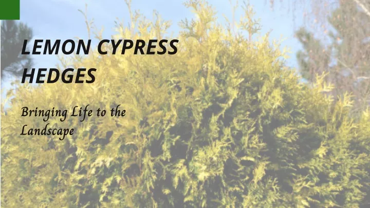 lemon cypress hedges