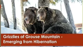 Grizzlies of Grouse Mountain - Emerging from Hibernation