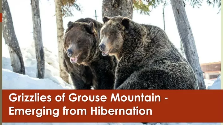 grizzlies of grouse mountain emerging from hibernation