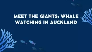 MEET THE GIANTS WHALE WATCHING IN AUCKLAND