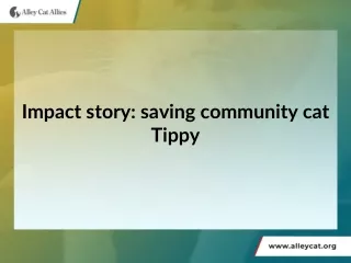 Impact story saving community cat Tippy