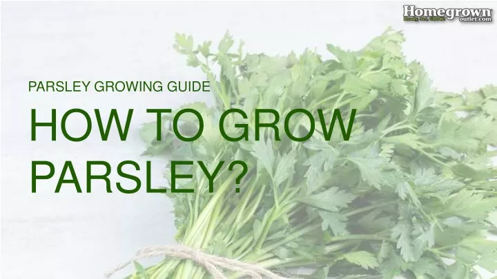 parsley growing guide