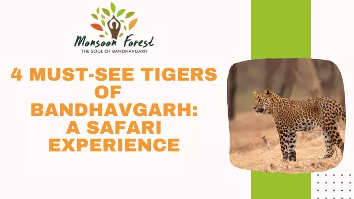 4 must see tigers of bandhavgarh a safari