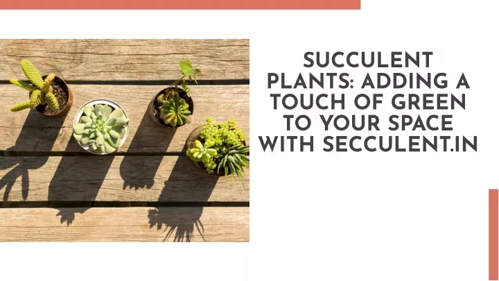 succulent plants adding a touch of green to your