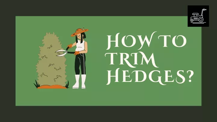 how to trim hedges