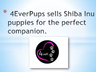 4EverPups sells Shiba Inu puppies for the perfect companion.