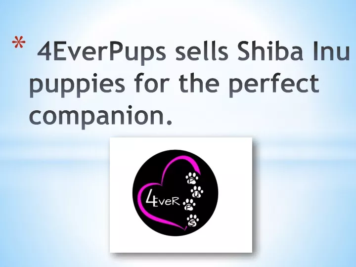 4everpups sells shiba inu puppies for the perfect companion