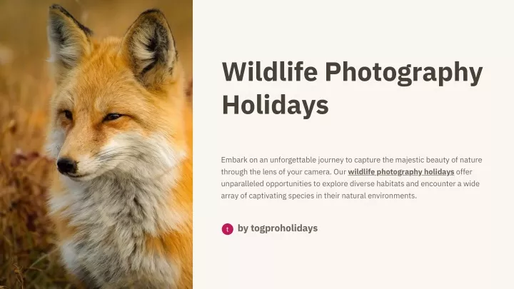 wildlife photography holidays