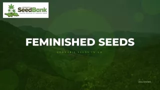 Autoflowering Cannabis Seeds in Uk