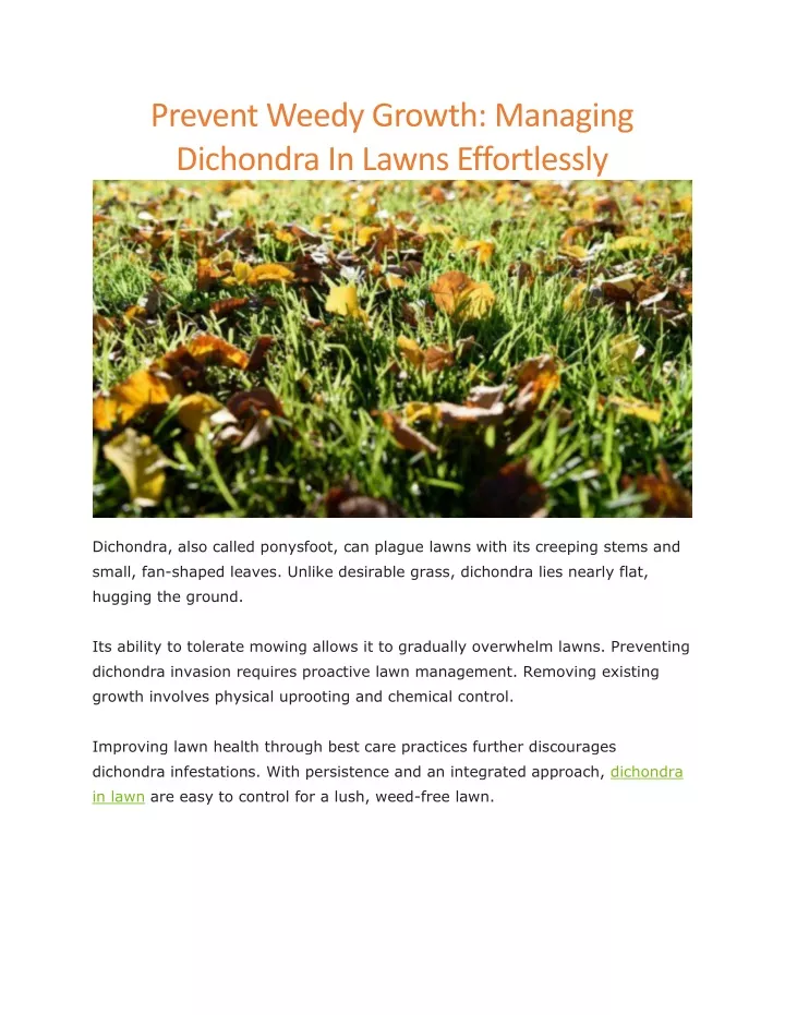 prevent weedy growth managing dichondra in lawns