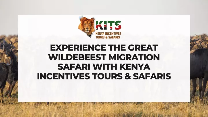 experience the great wildebeest migration safari