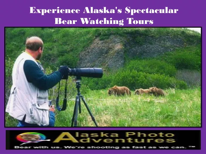 experience alaska s spectacular bear watching
