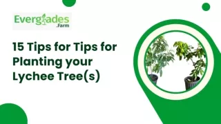 15 Tips for Tips for Planting your Lychee Tree