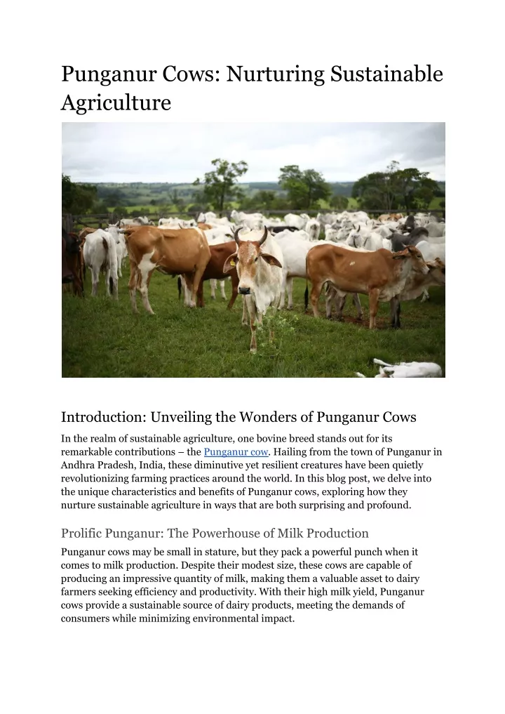 punganur cows nurturing sustainable agriculture