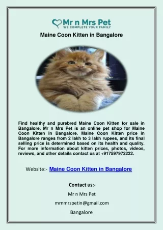 Maine Coon Kitten in Bangalore