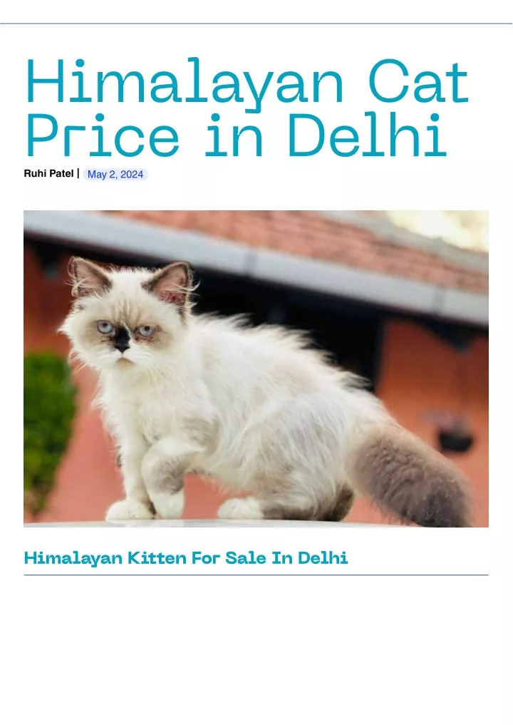 PPT - Himalayan Cat Price in Delhi PowerPoint Presentation, free ...