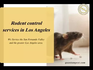 Rodent Control Services In Los Angeles