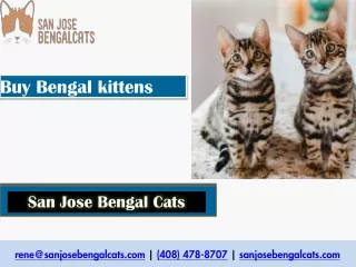 Buy Bengal kittens