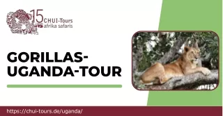 Gorillas-Uganda-Tour