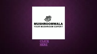 Milky Mushroom Seeds Spawn