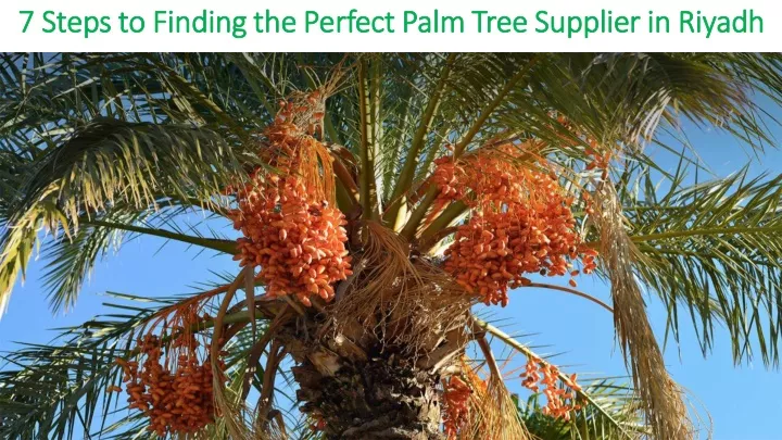 7 steps to finding the perfect palm tree supplier