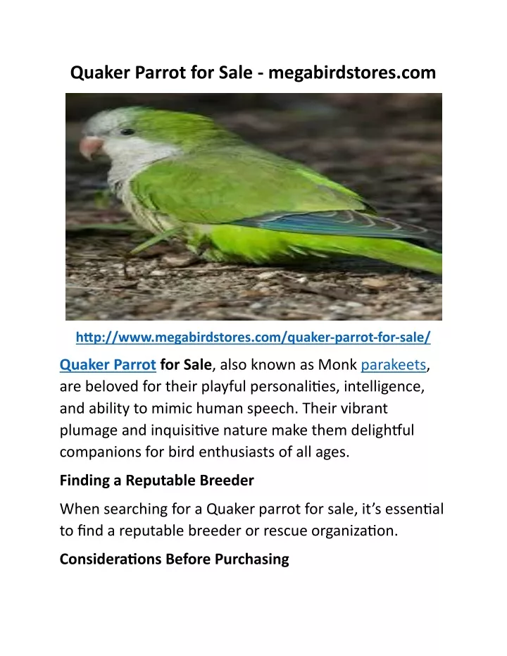 quaker parrot for sale megabirdstores com
