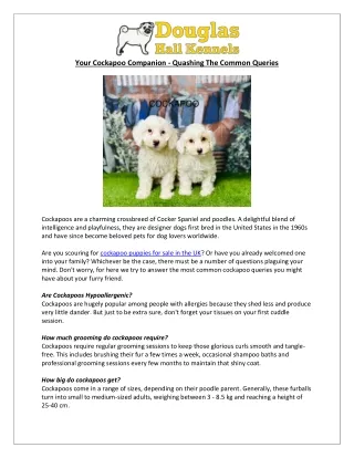 Cockapoo Puppies in the UK | Find Breeders & Care Guide | DHK