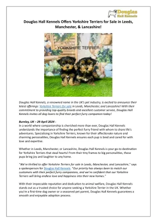 Yorkshire Terrier Puppies | Find Yours in Leeds, Manchester, Lancashire