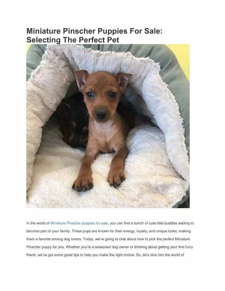 miniature pinscher puppies for sale selecting