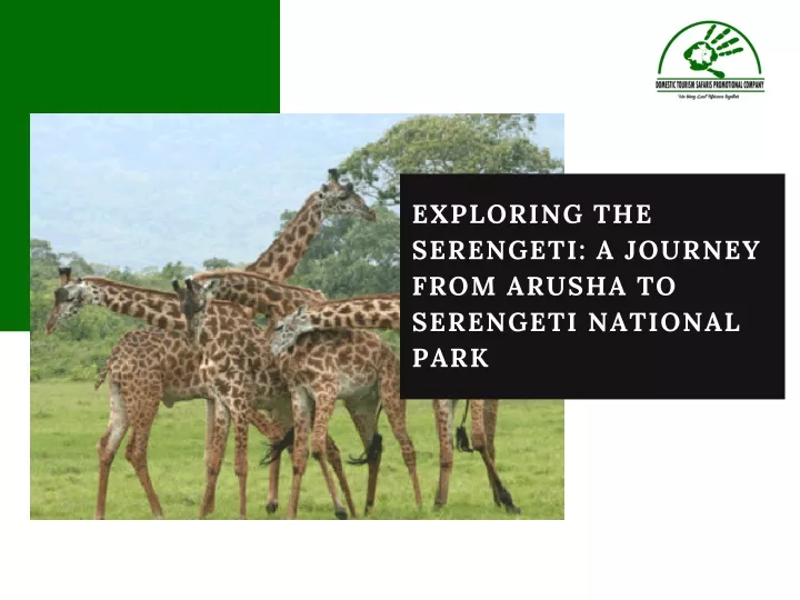 exploring the serengeti a journey from arusha