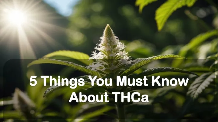 5 things you must know about thca