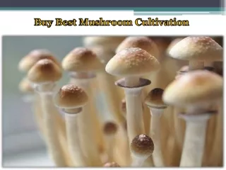 Buy Best Mushroom Cultivation