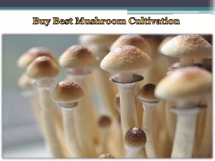 buy best mushroom cultivation