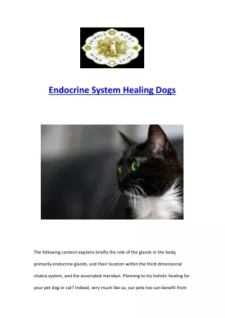 Endocrine System Healing Dogs