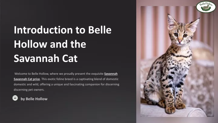 introduction to belle hollow and the savannah cat
