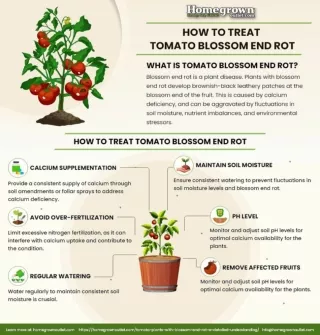 How To Treat Tomato Blossom End Rot?